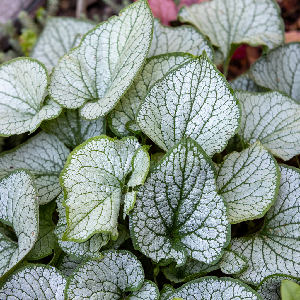 48x Brunnera macr. 'Jack Frost' - ↕10-25cm - Ø9cm