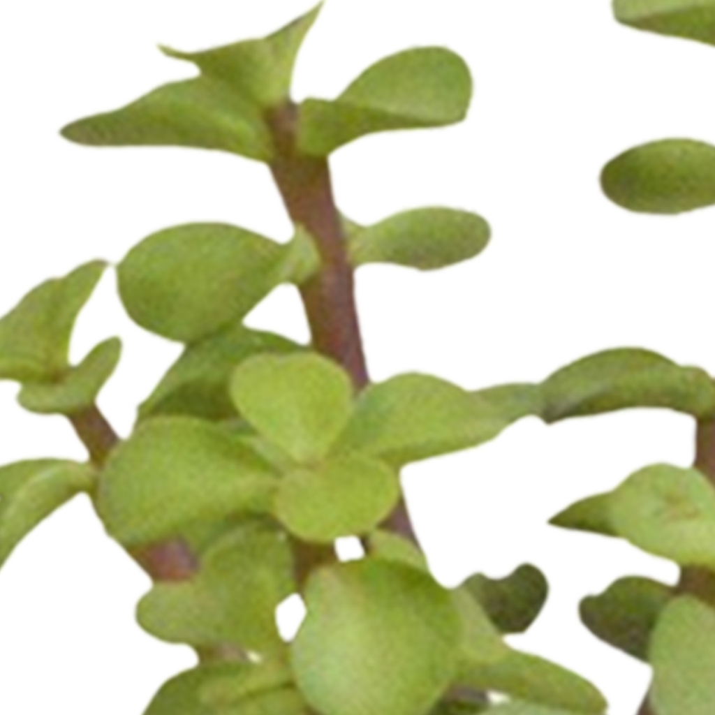 Cactus en vetplanten mix 5.5 cm | 15 stuks - in witte pot