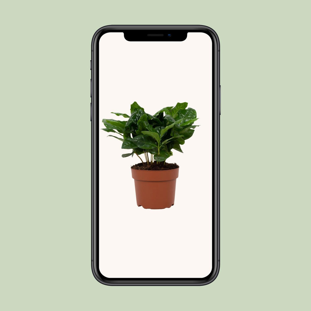 Coffea Arabica 12cm - Ø12cm - ↕22cm