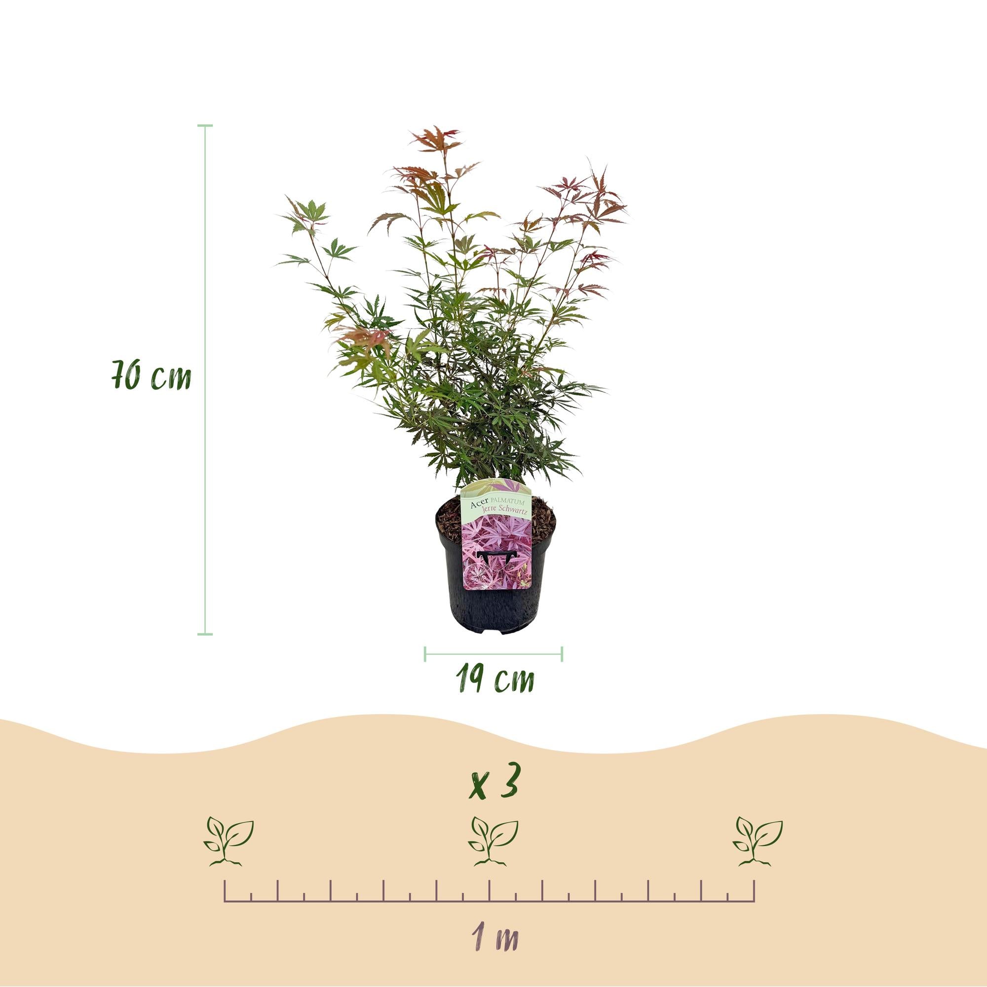 Terrasplant - Japanse Esdoorn - Acer palmatum Jerre Swarts - Donker Rood - 1 Plant - Bladverliezend -  Pot 19cm Hoogte 70cm