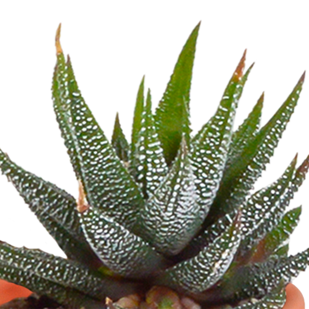 Cactus en vetplanten mix 5.5 cm | 15 stuks - in terracotta pot