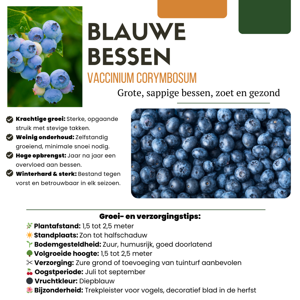 3 x Bosbessenplanten BIO - Ø 13 cm - ↨ 20 cm