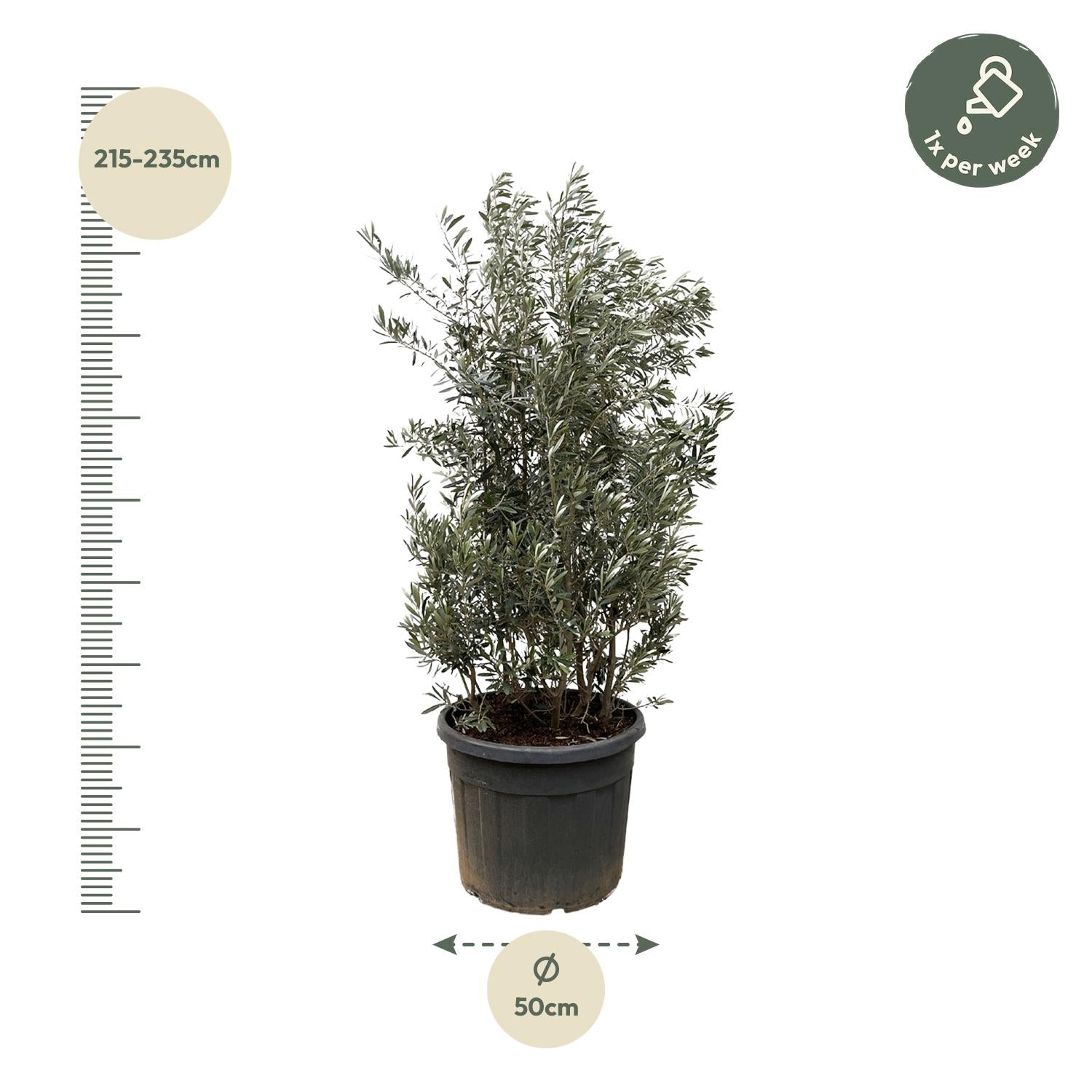Olea Europaea struik - 250cm- Ø55