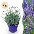 Tuinplant - Lavandula angustifolia Hidcote - Lavendel - Winterhard - Paars - 6 Planten - Pot 12cm - Hoogte 15-25cm