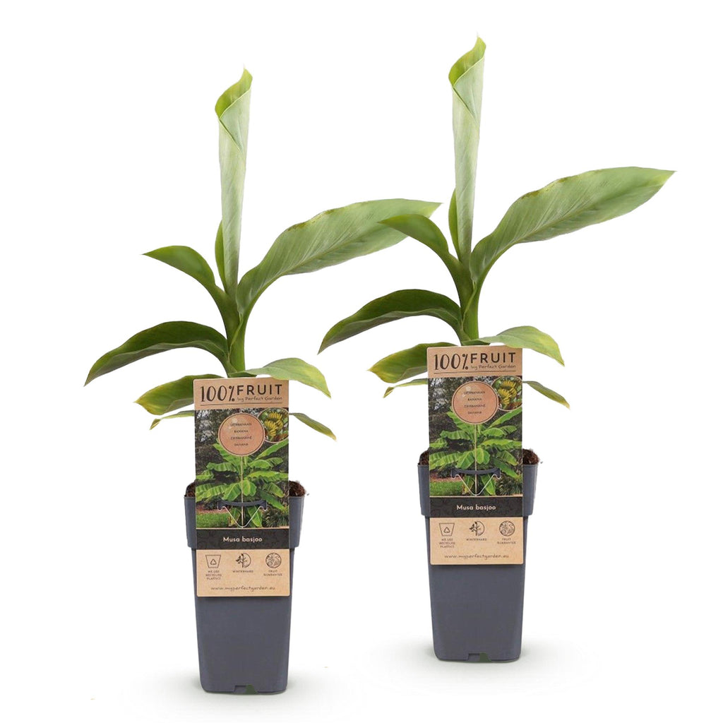 Fruitplant - Musa Basjoo - Bananenboom - Winterhard - Groen - 2 Planten - Pot 15cm - Hoogte 50cm