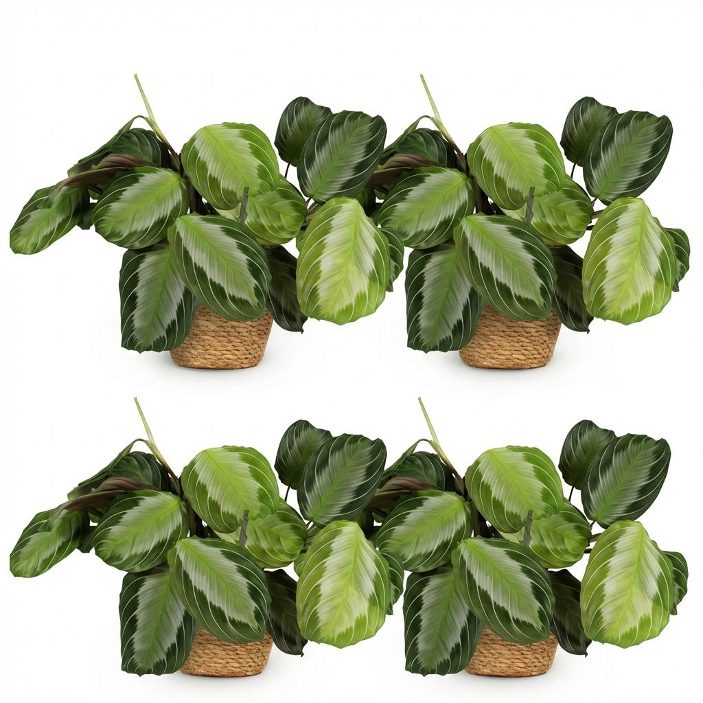 Kamerplant - Maranta Fascinator Silverband - Gebedsplant - Huisdiervriendelijke Plant - Groen - 4 Planten - met Mand - Pot 12cm - Hoogte 25cm