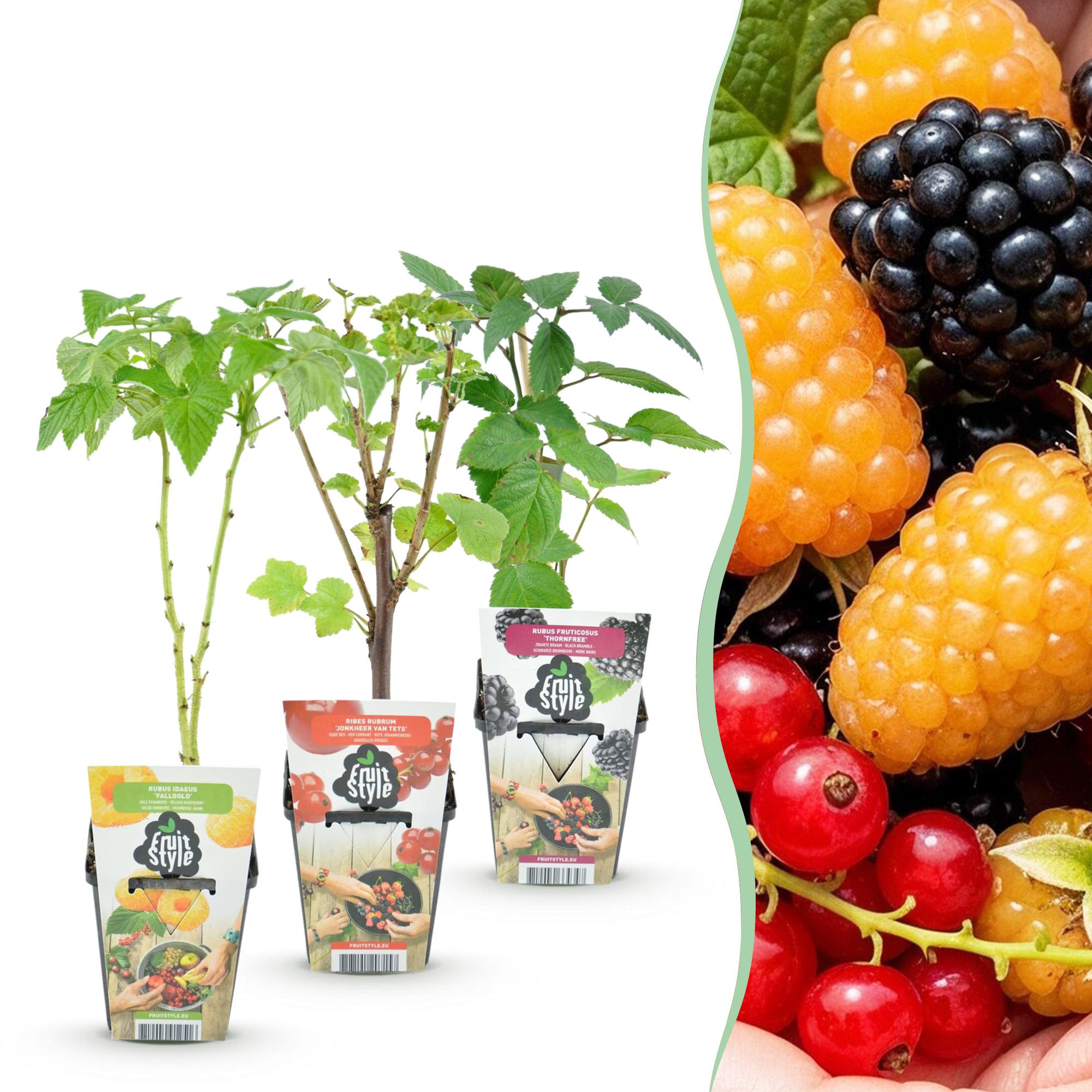 Fruitplanten - Tricolour - Rode Bes - Gele Framboos - Zwarte Braam  - Winterhard - 3 Planten - Pot  9cm