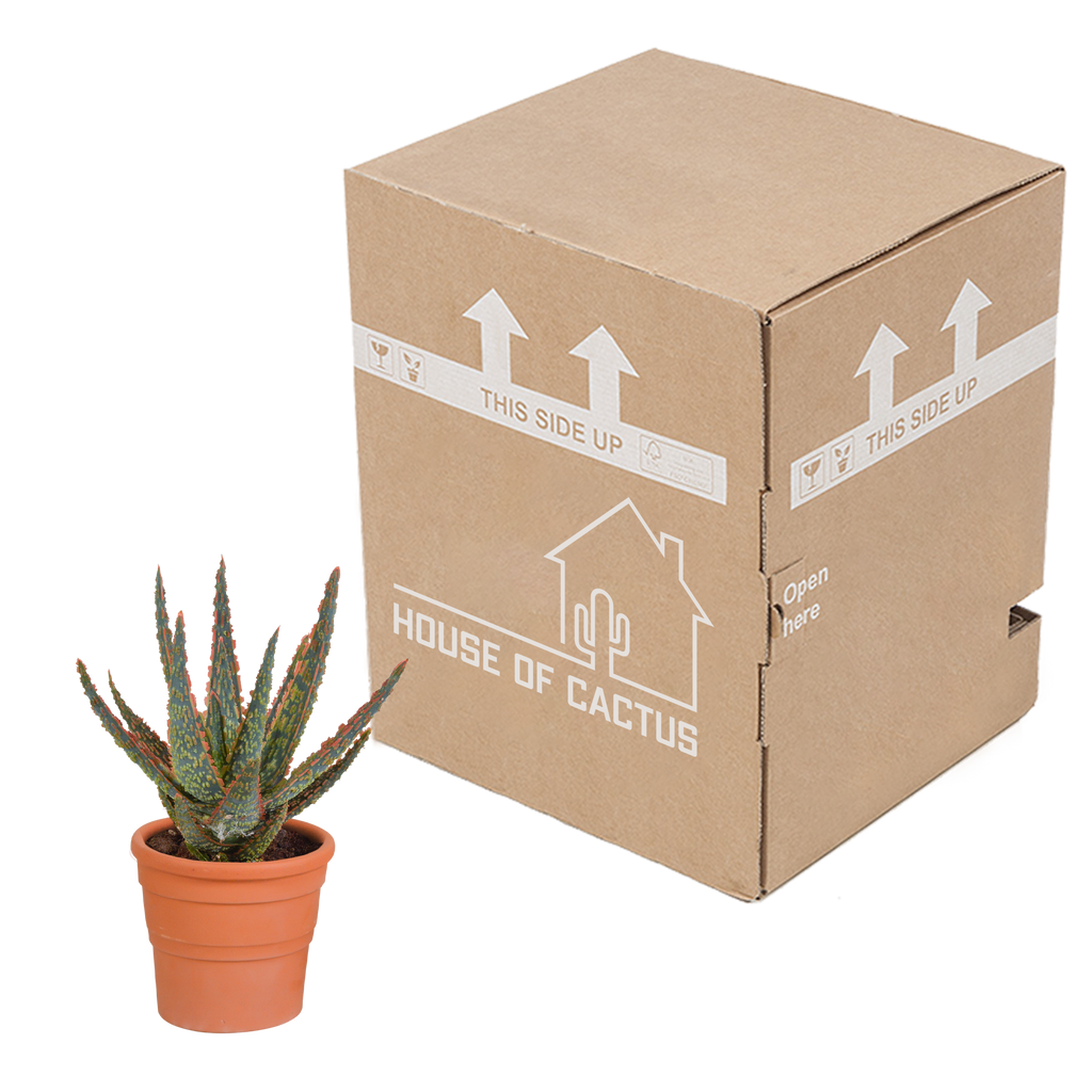 Aloë zebrina Dannyz 10,5cm - in terracotta pot