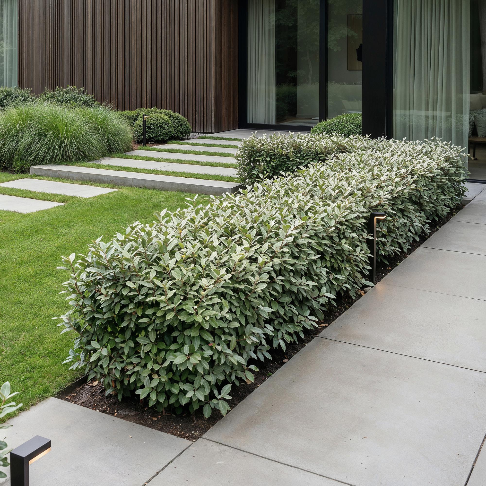 16x Eleagnus ebbingei Compacta - Olijfwilg - Haagplanten - Groenblijvend - Grijs - Pot 9cm - Hoogte 25-35cm