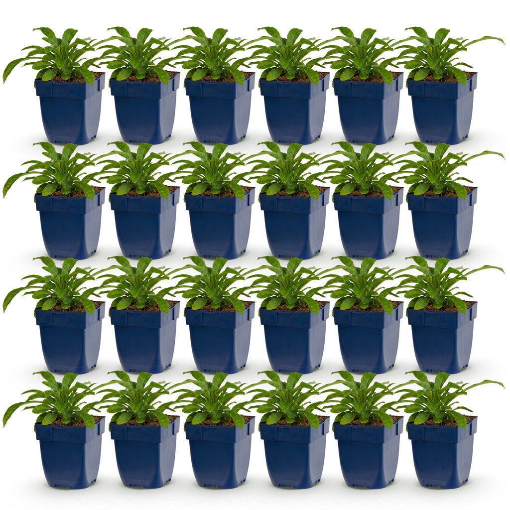 Vasteplant - Campanula pers. Alba - Perzikbladklokje - Bijen en Vlinderlokkers - Wit - 24 Planten - Pot 11cm - Hoogte 15-25cm