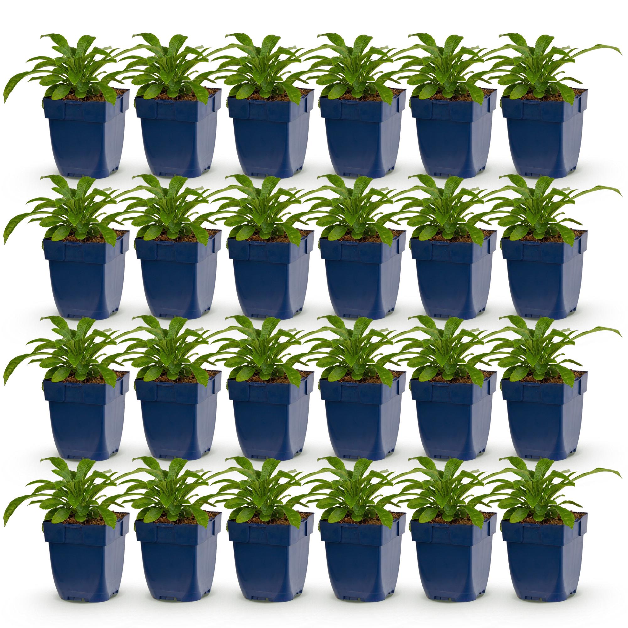 Vasteplant - Campanula pers. Alba - Perzikbladklokje - Bijen en Vlinderlokkers - Wit - 24 Planten - Pot 11cm - Hoogte 15-25cm
