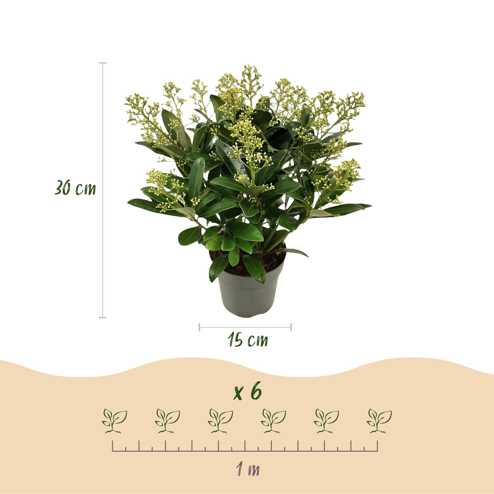Terrasplant - Skimmia japonica Finchy - Bloem Wit - 15+ Bloemen - 3 Planten - Winterhard - Pot 15cm Hoogte 30cm