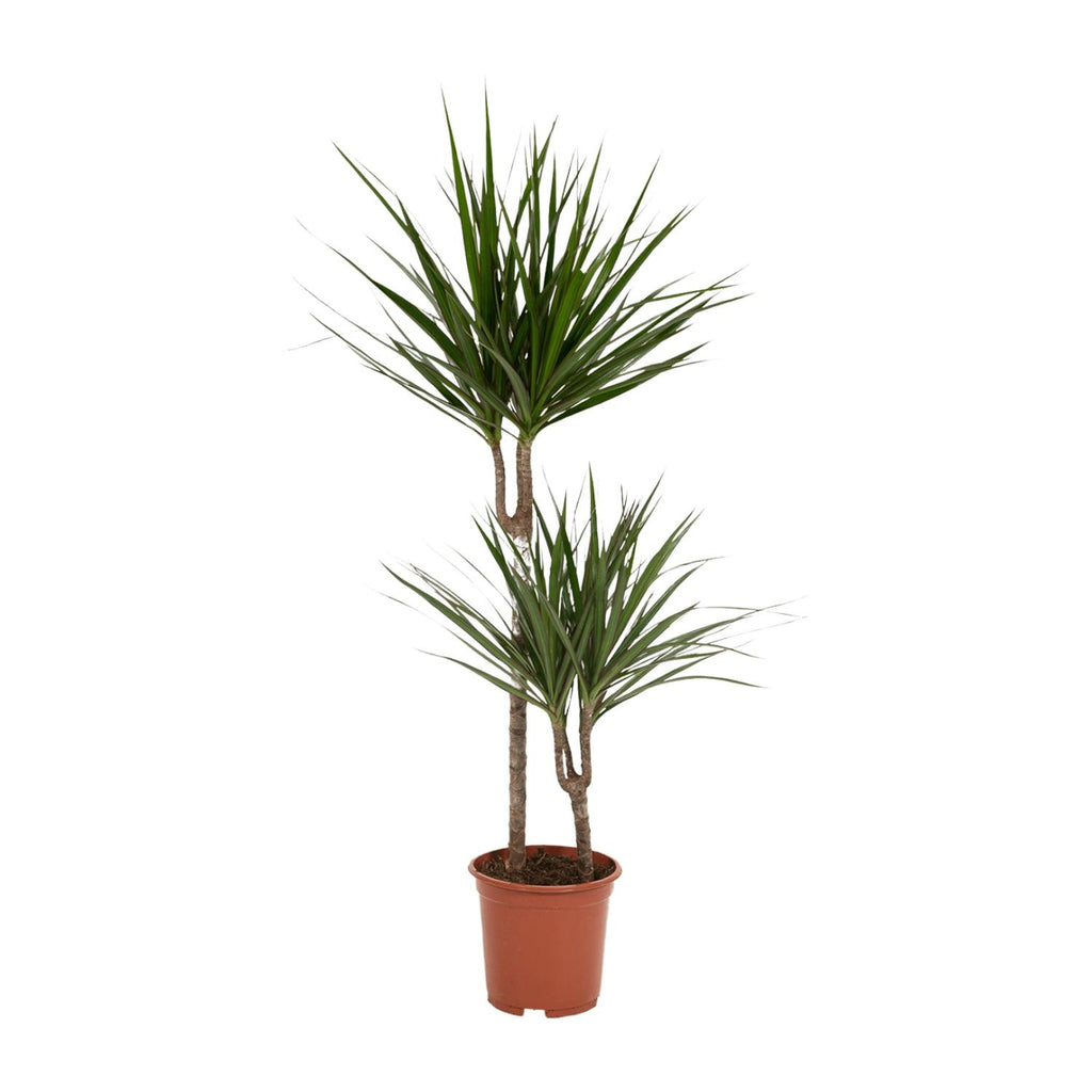 Dracaena Marginata - Ø19cm - ↕100cm