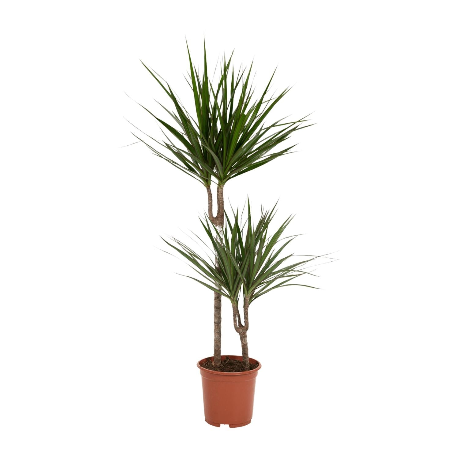 Dracaena Marginata - Ø19cm - ↕100cm