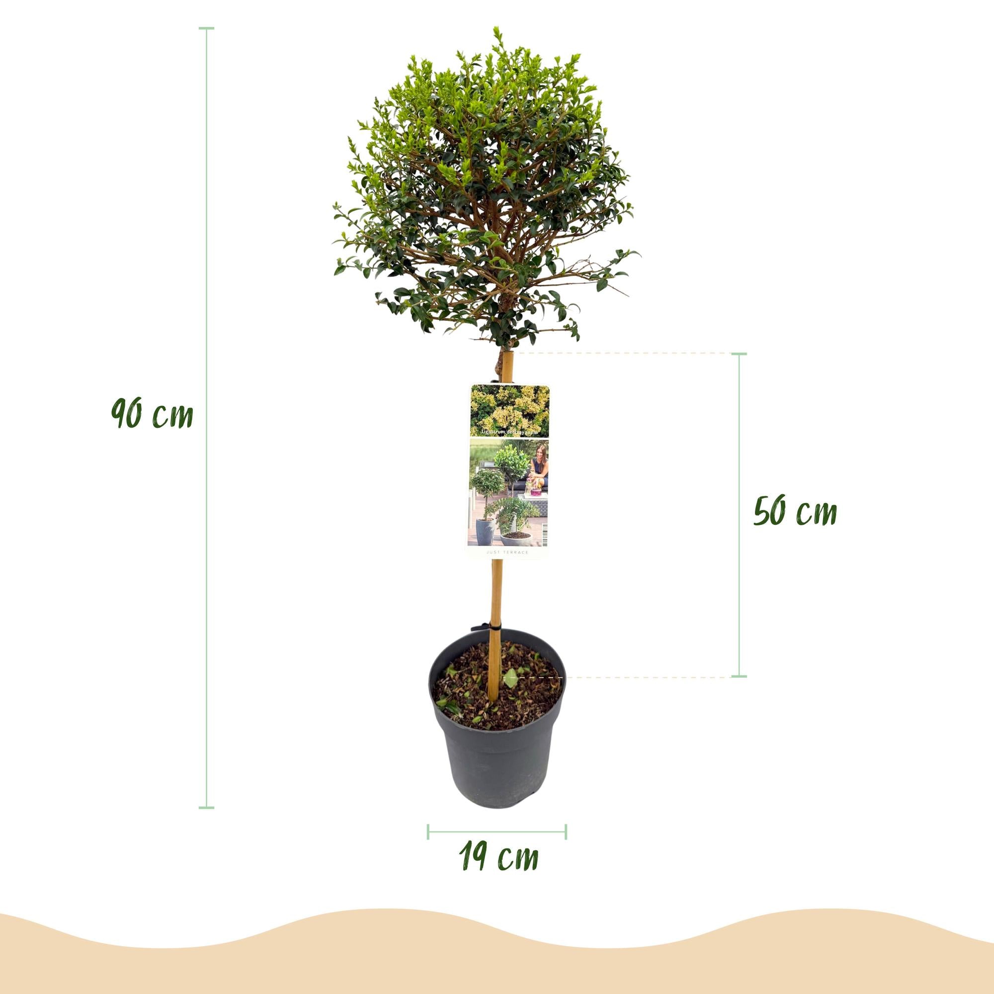 Plant op Stam - Ligustrum delavayanum - Terras Plant - Bladhoudend - Winterhard - Groen Blad - Pot 19cm Hoogte 90cm