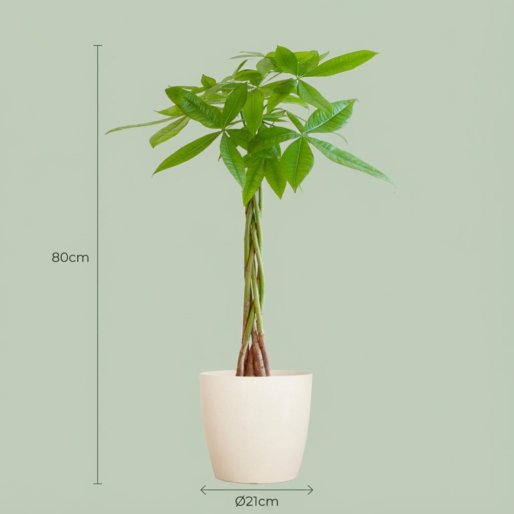 Pachira Aquatica met Potter wit - 80cm - Ø21