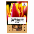 Tulpenbollen Jan Seignette – 20 Stuks | KH Bloembollen® | Rood-Geel Gestreepte Tulp – Klassiek & Opvallend – Voor Tuin of Pot – Maat 11/12 – Vers van de Teler