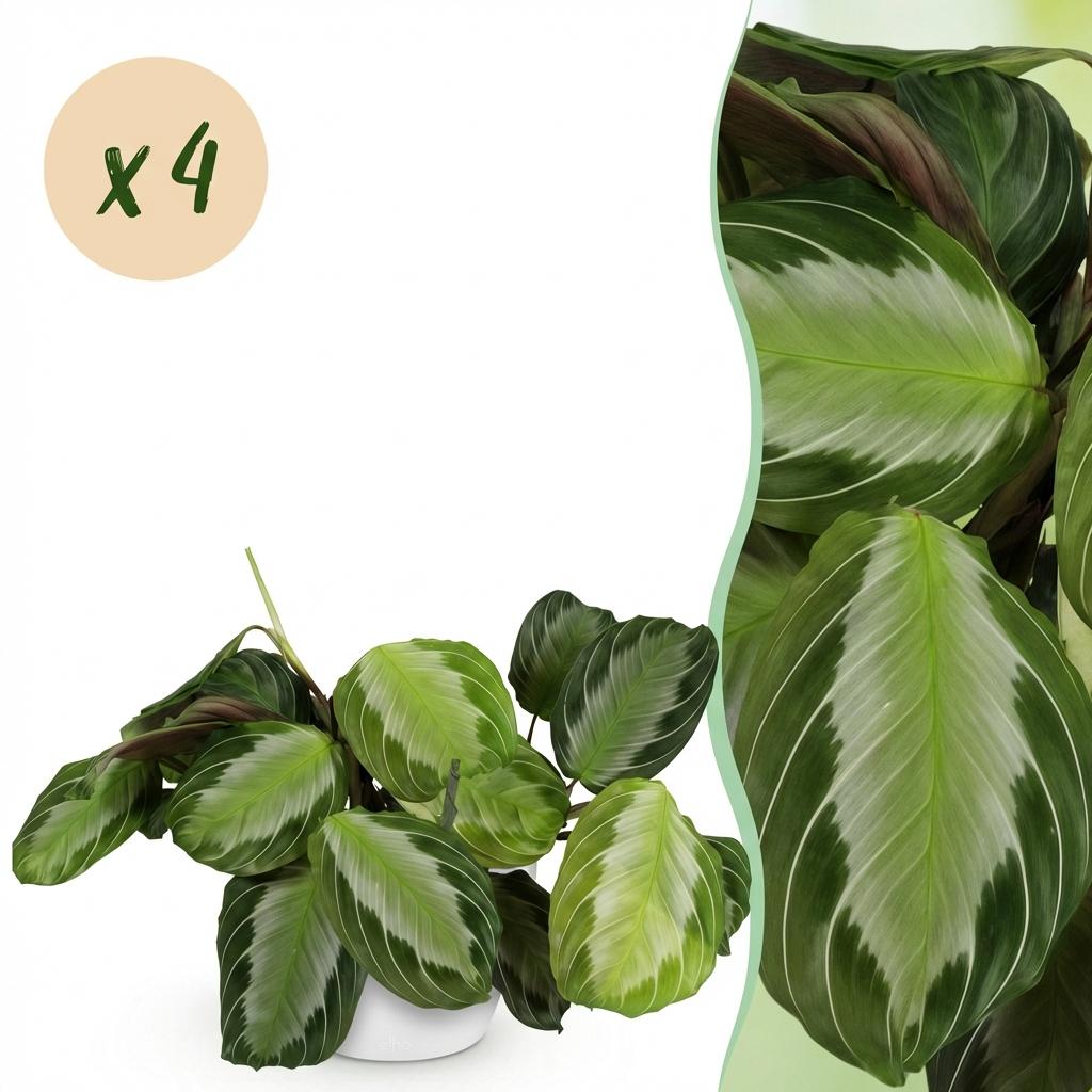 Kamerplant - Maranta Fascinator Silverband - Gebedsplant - Huisdiervriendelijke Plant - Groen - 4 Planten - met Potter Wit - Pot 12cm - Hoogte 25cm