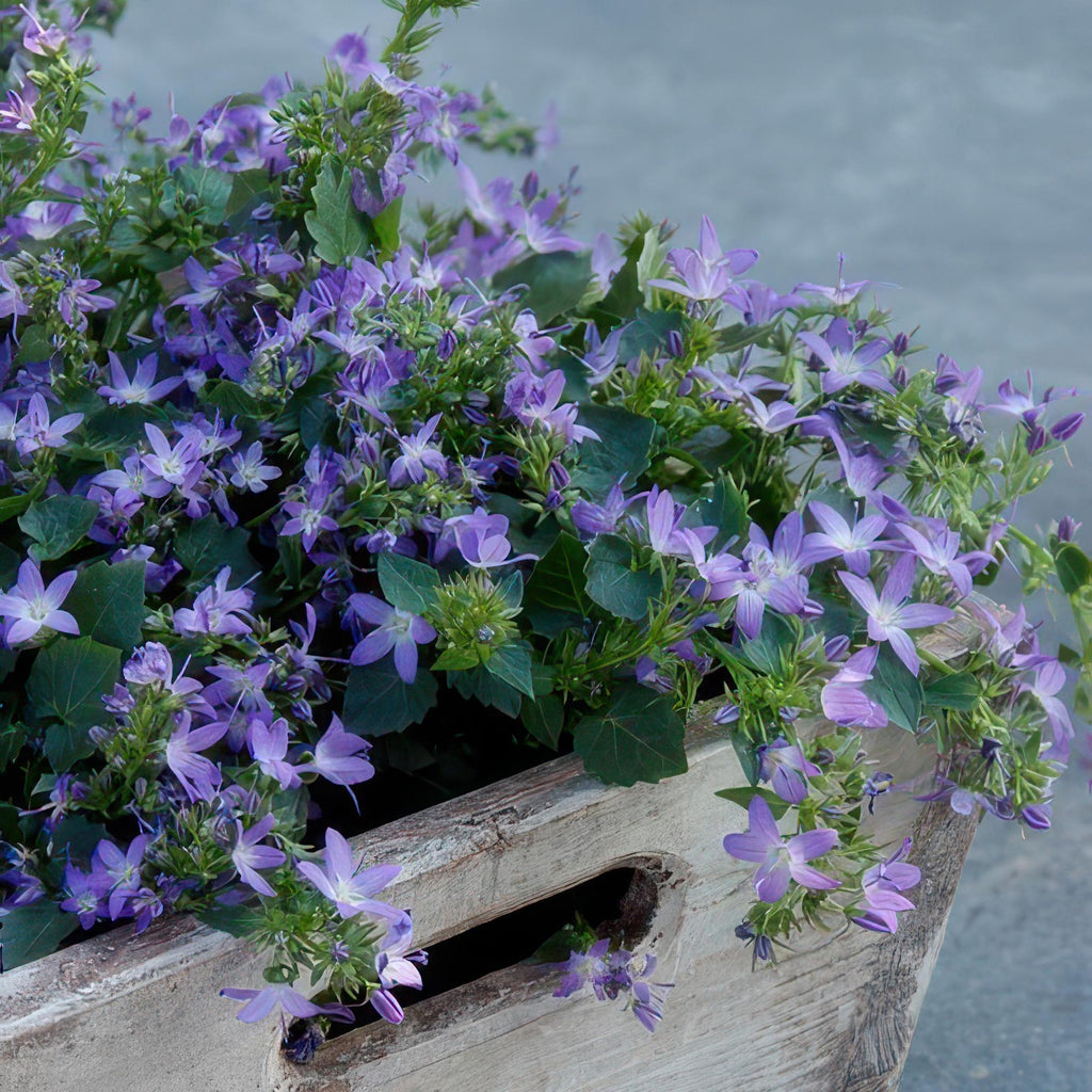 24x Campanula poscharskyana 'Stella' - ↕10-25cm - Ø9cm