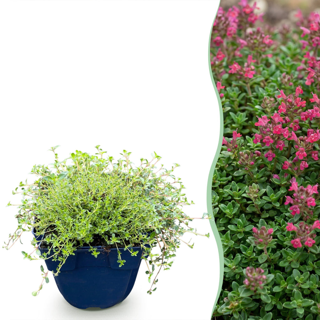Vasteplant - Thymus praecox Red Carpet - KruipTijm - Geurend - Rood-Roze - 1 Plant - Pot 11cm - Hoogte 15-25cm