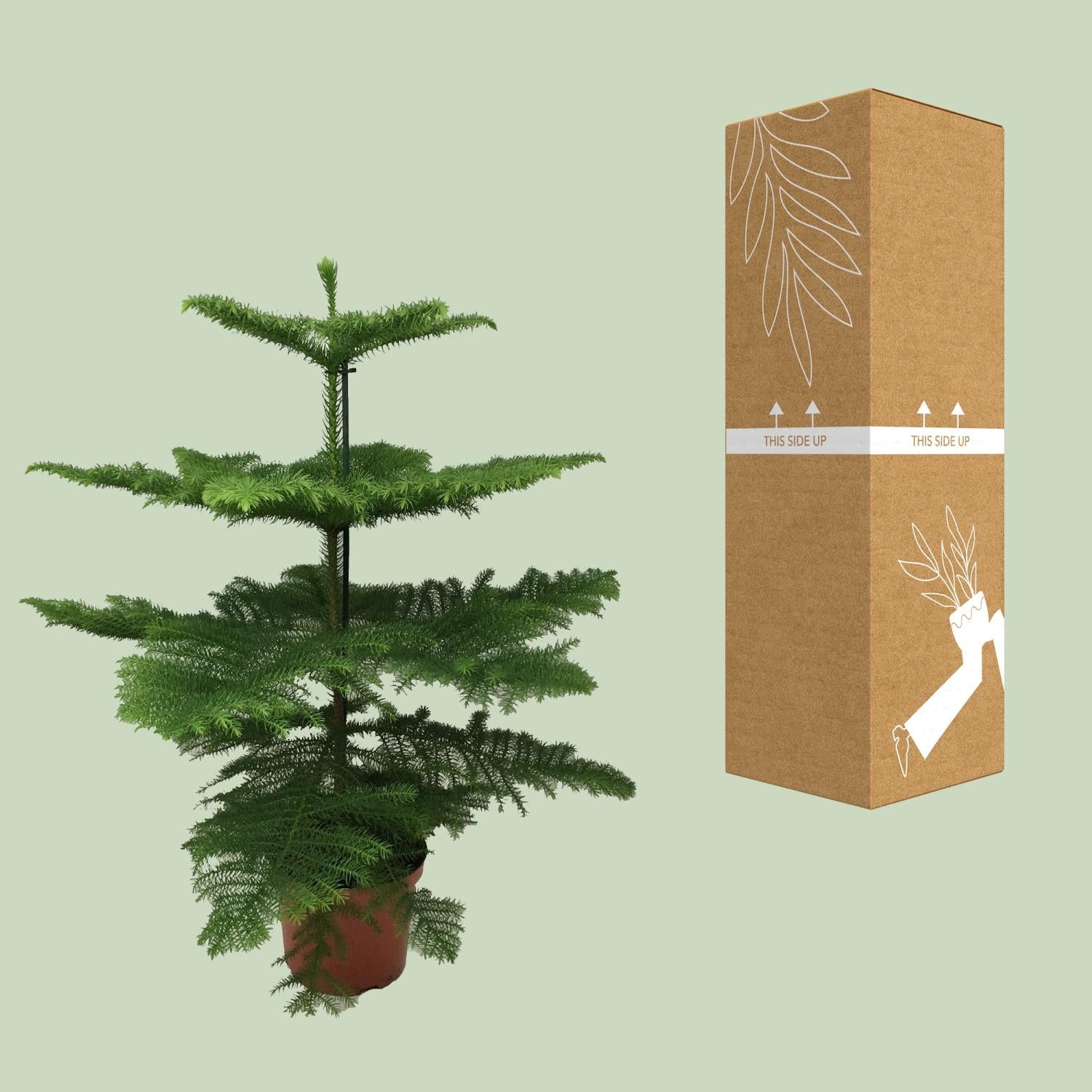 Araucaria Heterophylla - Ø21cm - ↕70cm