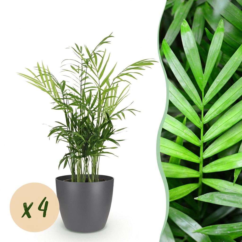 Kamerplant - Chamaedorea elegans - Goudpalm - Huisdiervriendelijke Plant - Groen - 4 Planten - met Potter Grijs - Pot 12cm - Hoogte 15cm