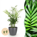Kamerplant - Chamaedorea elegans - Goudpalm - Huisdiervriendelijke Plant - Groen - 4 Planten - met Potter Grijs - Pot 12cm - Hoogte 15cm