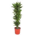 Dracaena Golden Coast - 200 cm - ø34