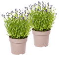 2x Lavandula Angustifolia Ø19cm - ↕40 - 50cm