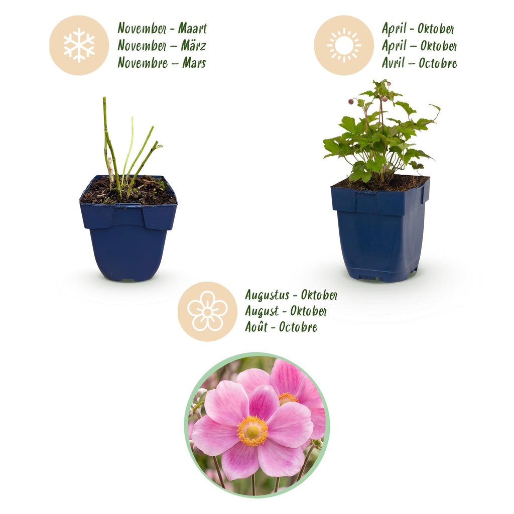 Vasteplant - Anemone hup. Splendens - Herfst Anemoon - Schaduw - Donker Roze - 24 Planten - Pot 11cm - Hoogte 15-25cm