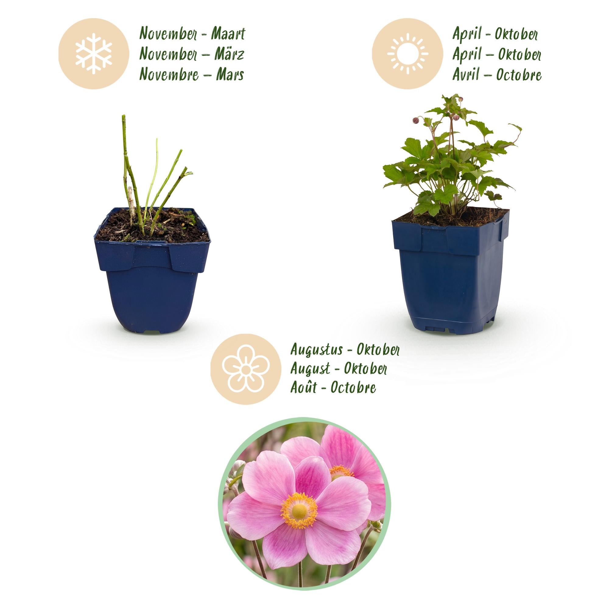 Vasteplant - Anemone hup. Splendens - Herfst Anemoon - Schaduw - Donker Roze - 24 Planten - Pot 11cm - Hoogte 15-25cm