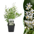 Heesters -  Deutzia Gracilis - Bloem Wit - 1 Plant - Bladverliezend - Weinig Onderhoud - Pot 17cm Hoogte 45cm