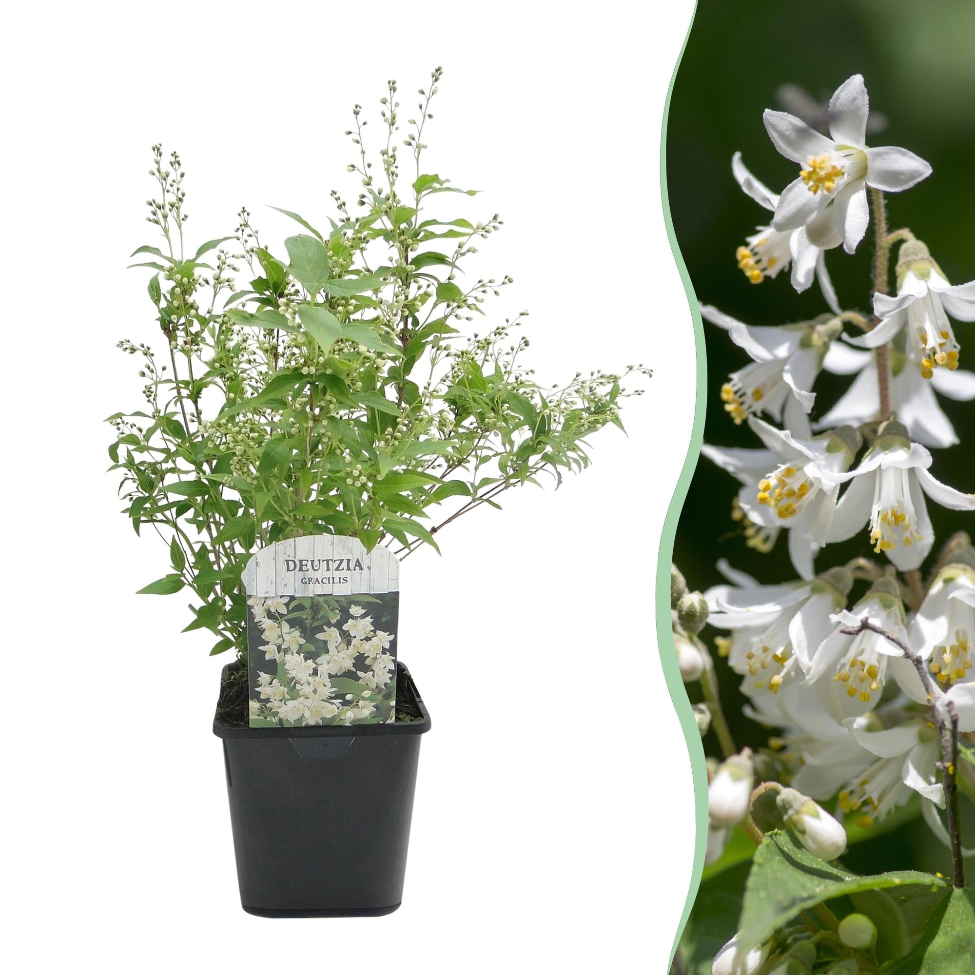 Heesters -  Deutzia Gracilis - Bloem Wit - 1 Plant - Bladverliezend - Weinig Onderhoud - Pot 17cm Hoogte 45cm