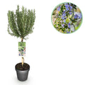 Plant op Stam - Rosmarinus officinalis - Terras Plant - Bladhoudend - Winterhard - Paarse Bloem - Pot 19cm Hoogte 90cm
