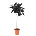 Ficus Elastica Abidjan stam - 150 cm