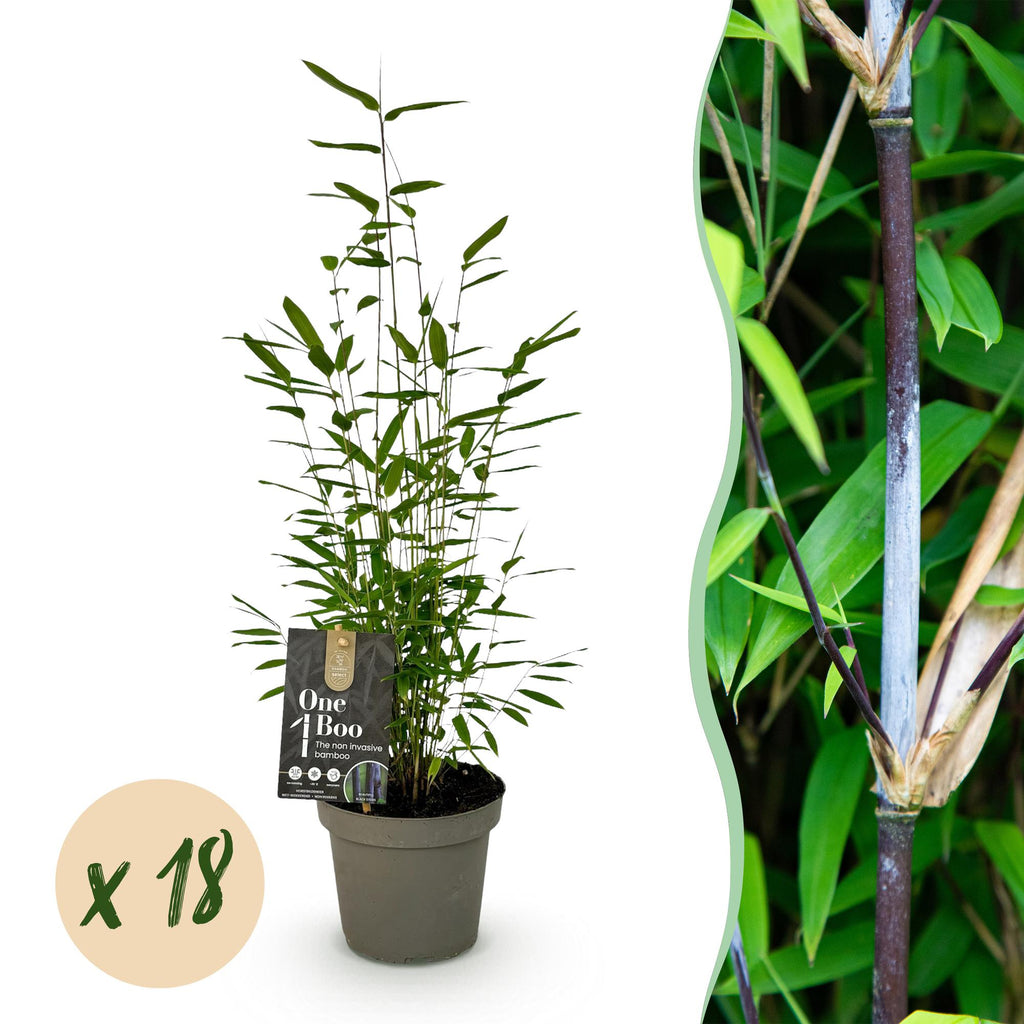 Bamboe - Fargesia Black Dragon - Bladhoudend - Niet Woekerend - Groen - 18 Planten - Pot 14cm - Hoogte 35cm