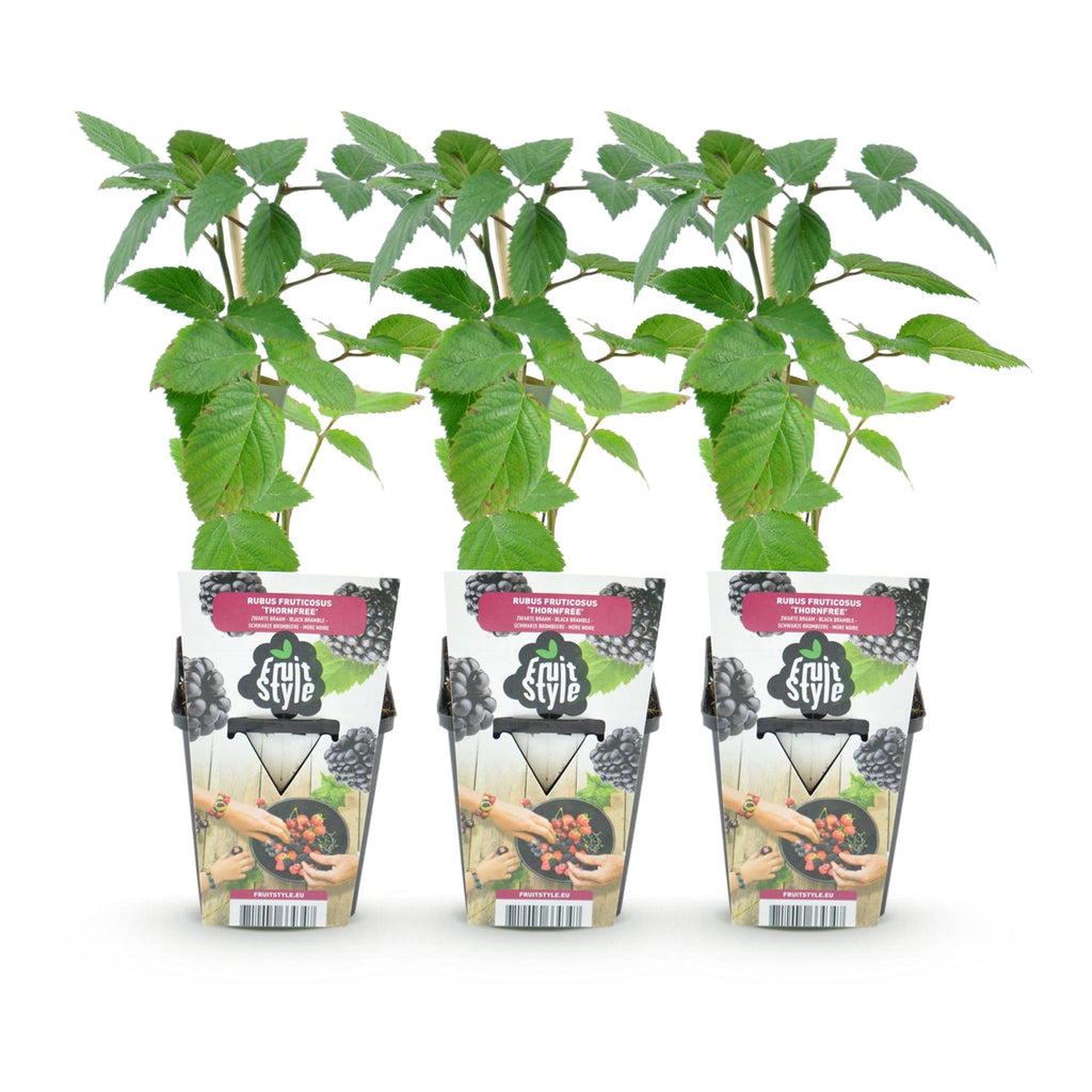Fruitplanten - Doornloze Braam - Rubus Thornfree - Winterhard - 3 Planten - Pot 9 cm - Zwarte Braam