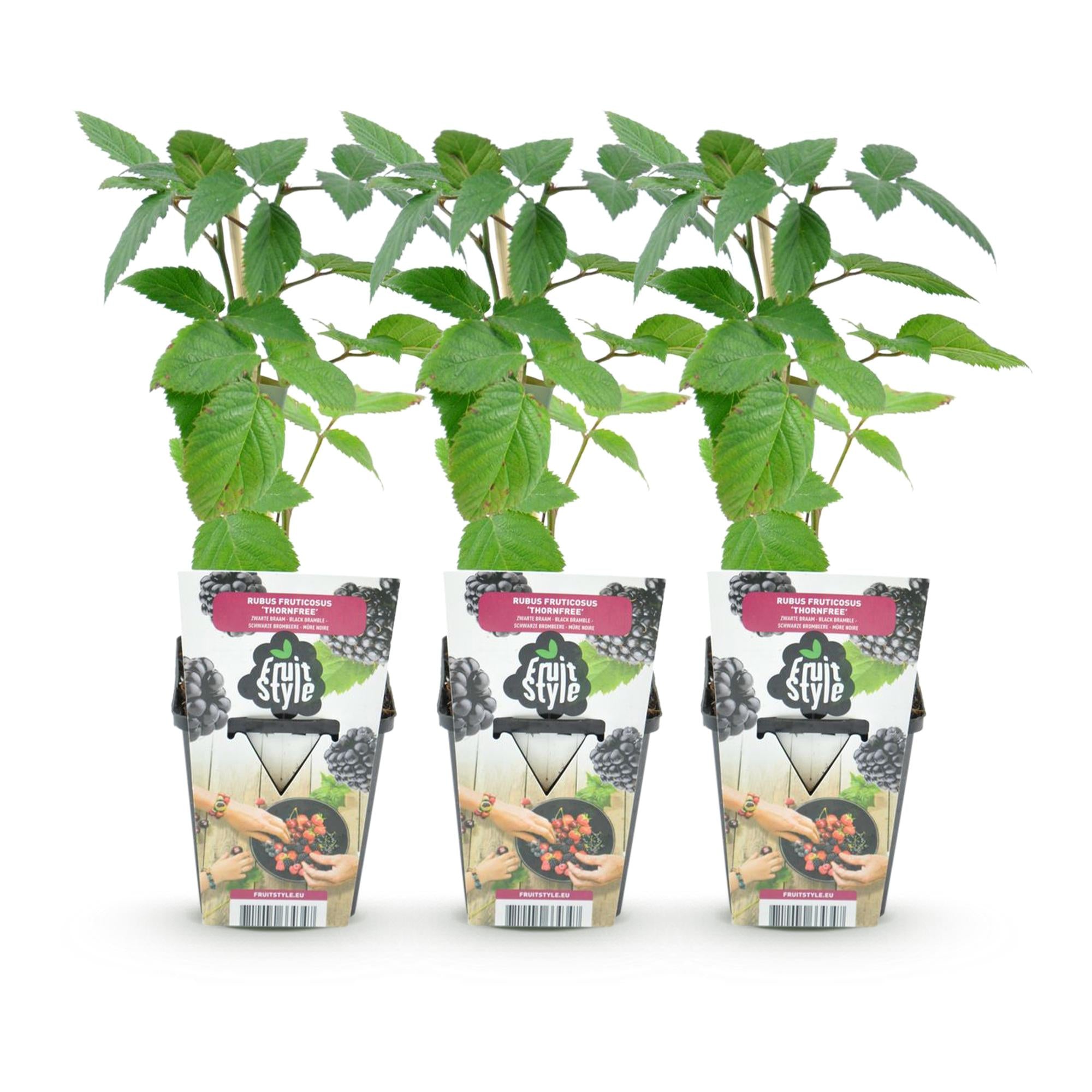 Fruitplanten - Doornloze Braam - Rubus Thornfree - Winterhard - 3 Planten - Pot 9 cm - Zwarte Braam