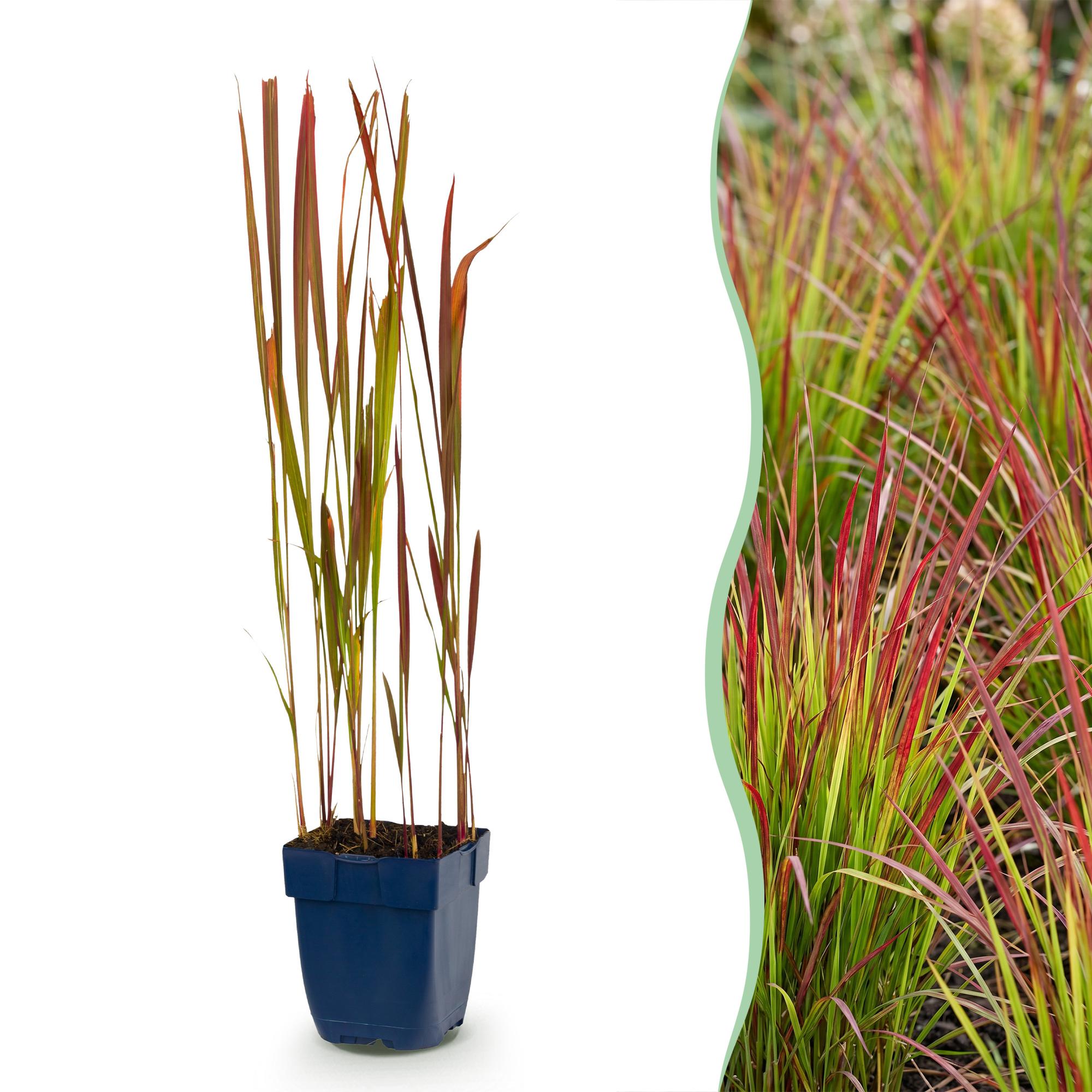 Grassen - Imperata cylindrica Red Baron - Japans bloedgras - Rode uitlopers - Rood - 1 Plant - Pot 11cm - Hoogte 15-25cm