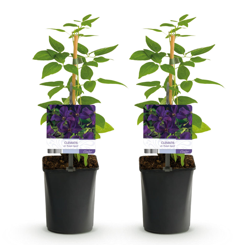 Klimplant - Clematis vit. Polish Spirit - Bloem Roze - Weinig onderhoud -2 planten -  Pot 11cm Hoogte 40cm