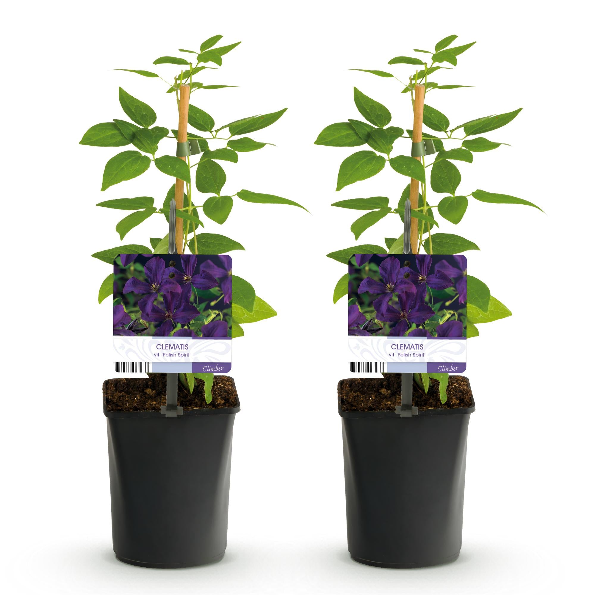 Klimplant - Clematis vit. Polish Spirit - Bloem Roze - Weinig onderhoud -2 planten -  Pot 11cm Hoogte 40cm