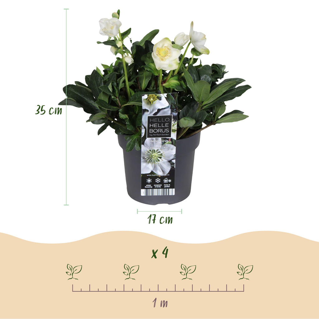 Tuinplant - Kerstroos - Helleborus Christmas Carol  - Witte Bloem -1 Plant - Groenblijvend - Pot 17cm Hoogte 35cm
