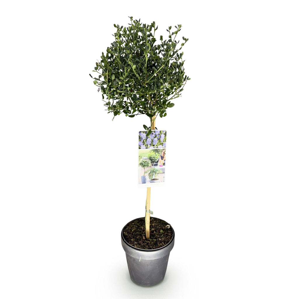 Plant op Stam - Ceanothus impressus Victoria - Terras Plant - Bladhoudend - Winterhard - Paarse Bloem - Pot 19cm Hoogte 90cm