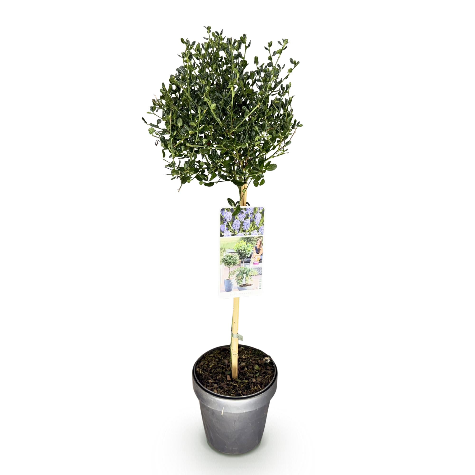 Plant op Stam - Ceanothus impressus Victoria - Terras Plant - Bladhoudend - Winterhard - Paarse Bloem - Pot 19cm Hoogte 90cm