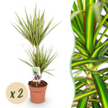 Green is... Kamerplanten - Dracaena Sunray - Drakenbloedboom - Weinig onderhoud - Groen - 2 Planten - Pot 17cm - Hoogte 70-75cm