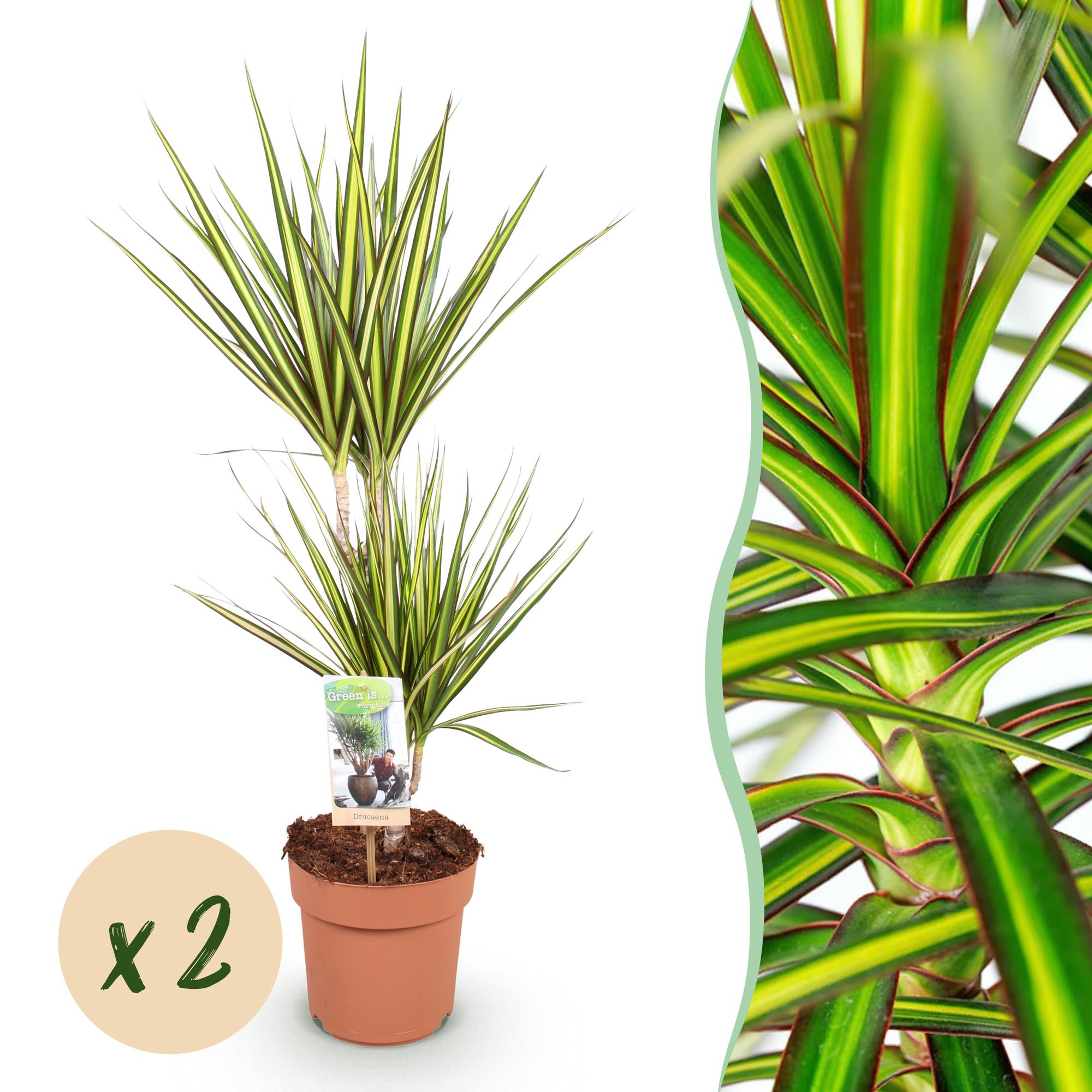 Green is... Kamerplanten - Dracaena Sunray - Drakenbloedboom - Weinig onderhoud - Groen - 2 Planten - Pot 17cm - Hoogte 70-75cm