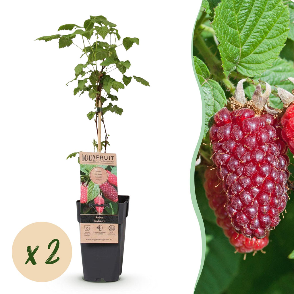 Fruitplant - Rubus log. Tayberry - Braamboos - Winterhard - Paarse Framboos - 2 Planten - Pot 15cm - Hoogte 50cm