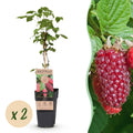 Fruitplant - Rubus log. Tayberry - Braamboos - Winterhard - Paarse Framboos - 2 Planten - Pot 15cm - Hoogte 50cm