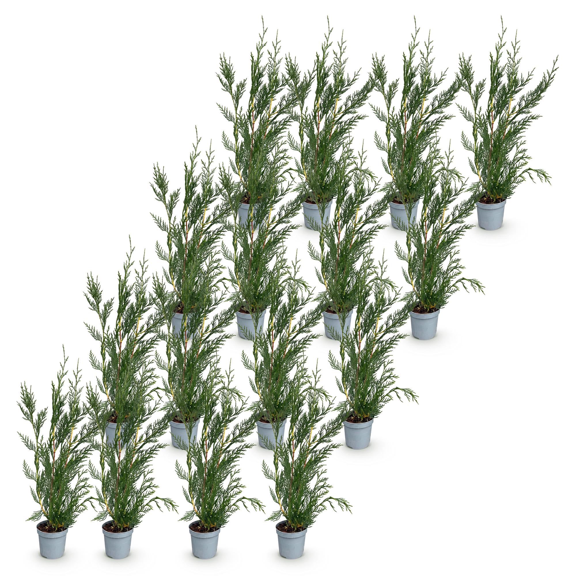 16x Cupressocyparis leylandii 2011 - Leylandii - Haagplanten - Groenblijvend - Groen - Pot 9cm - Hoogte 30-40cm