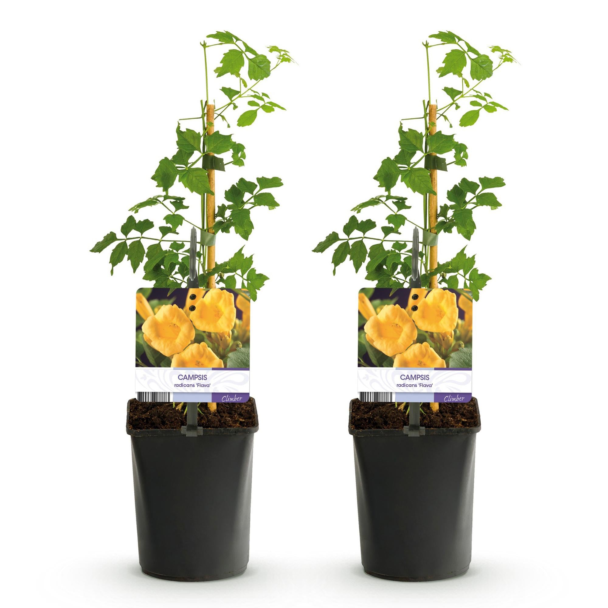 Trompetbloem - Campsis radicans Flave - Bloem Geel - Weinig onderhoud - 2 planten - Pot 11cm Hoogte 40cm